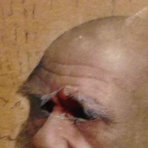 Theory of Evolution, Dismantled, Scientific Deconstruction - Picture 5 of 5